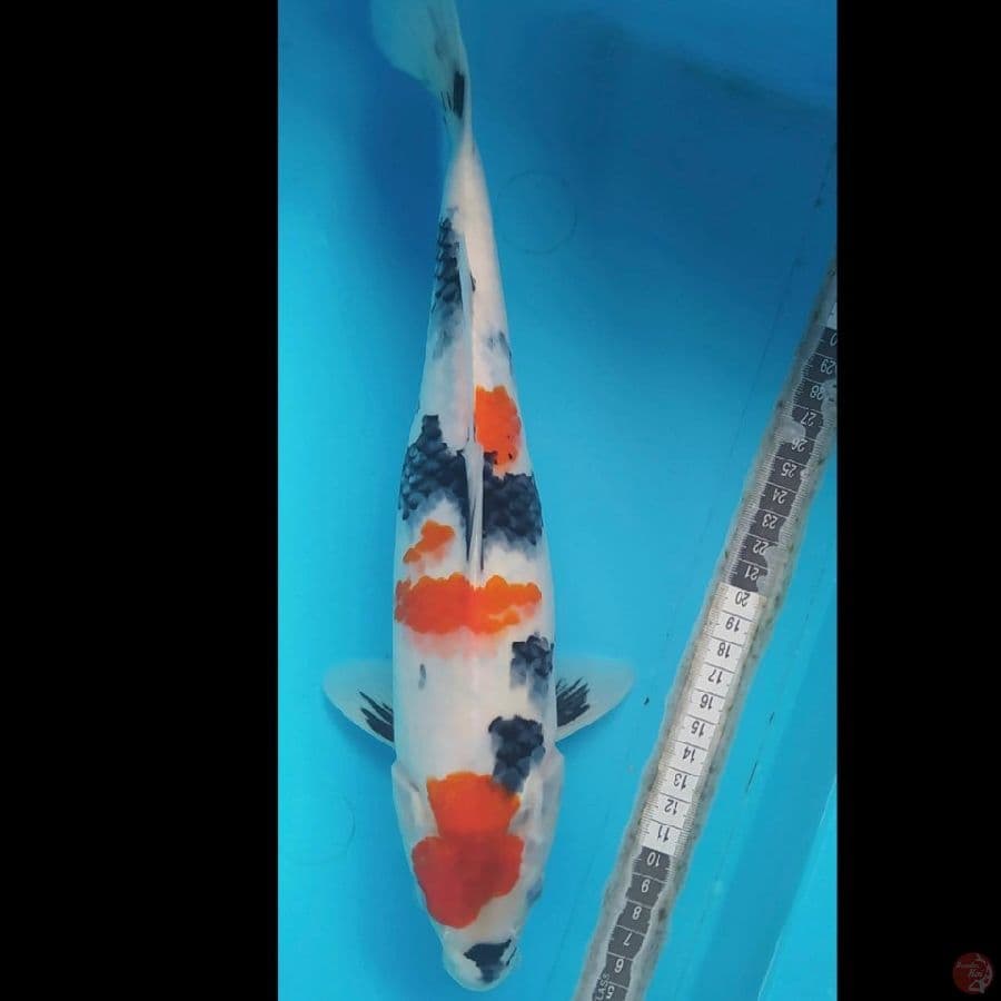 showa 36cm