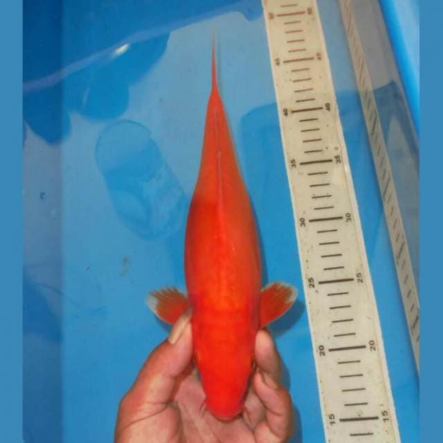 BENIGOI JINAK