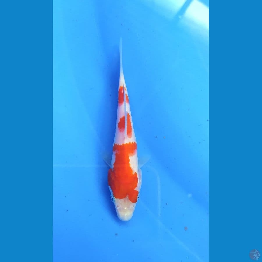 KOHAKU 12 CM