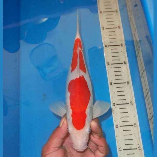 KOHAKU SIMETRIS