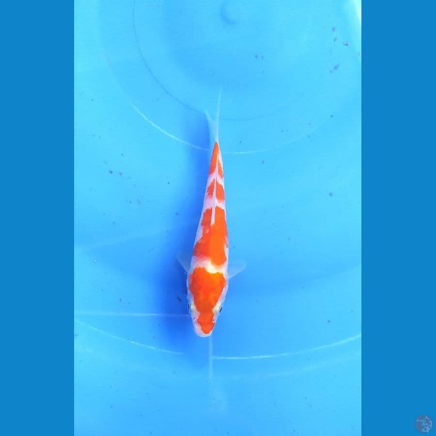 KOHAKU 10 CM