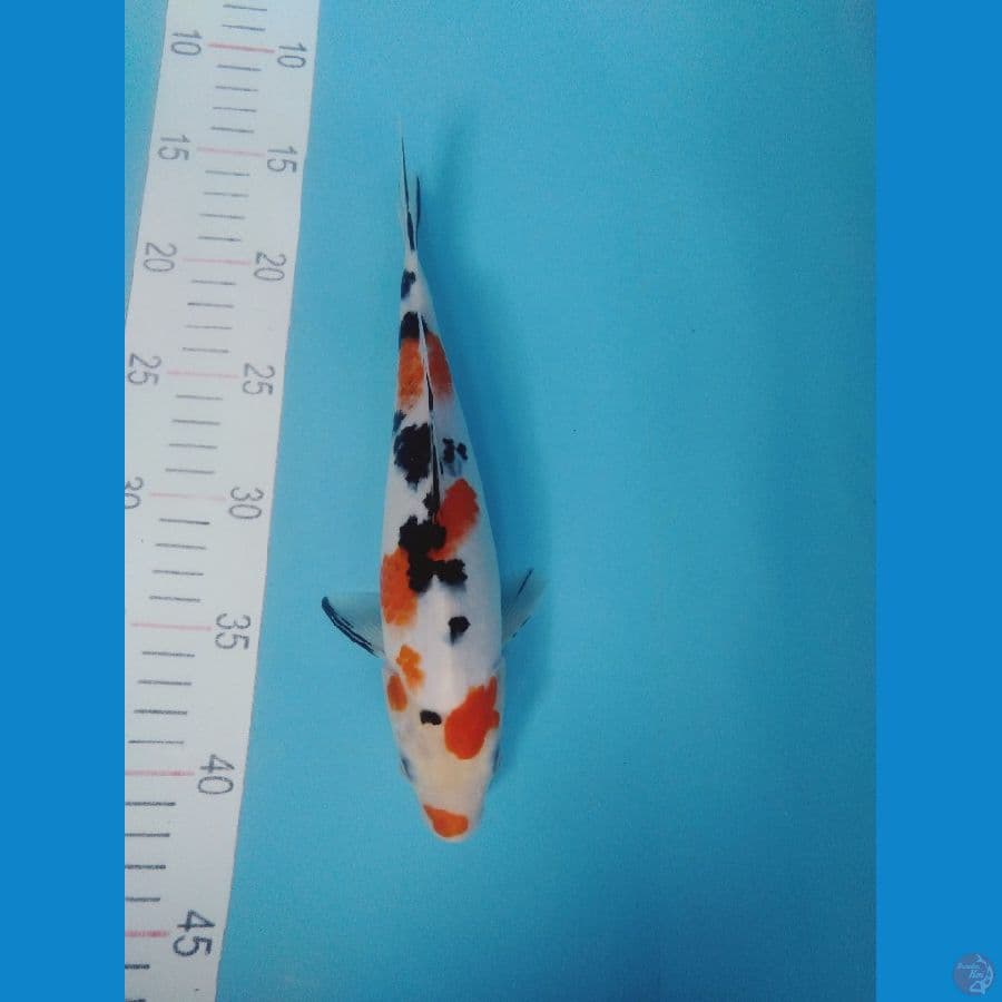 sanke 27cm