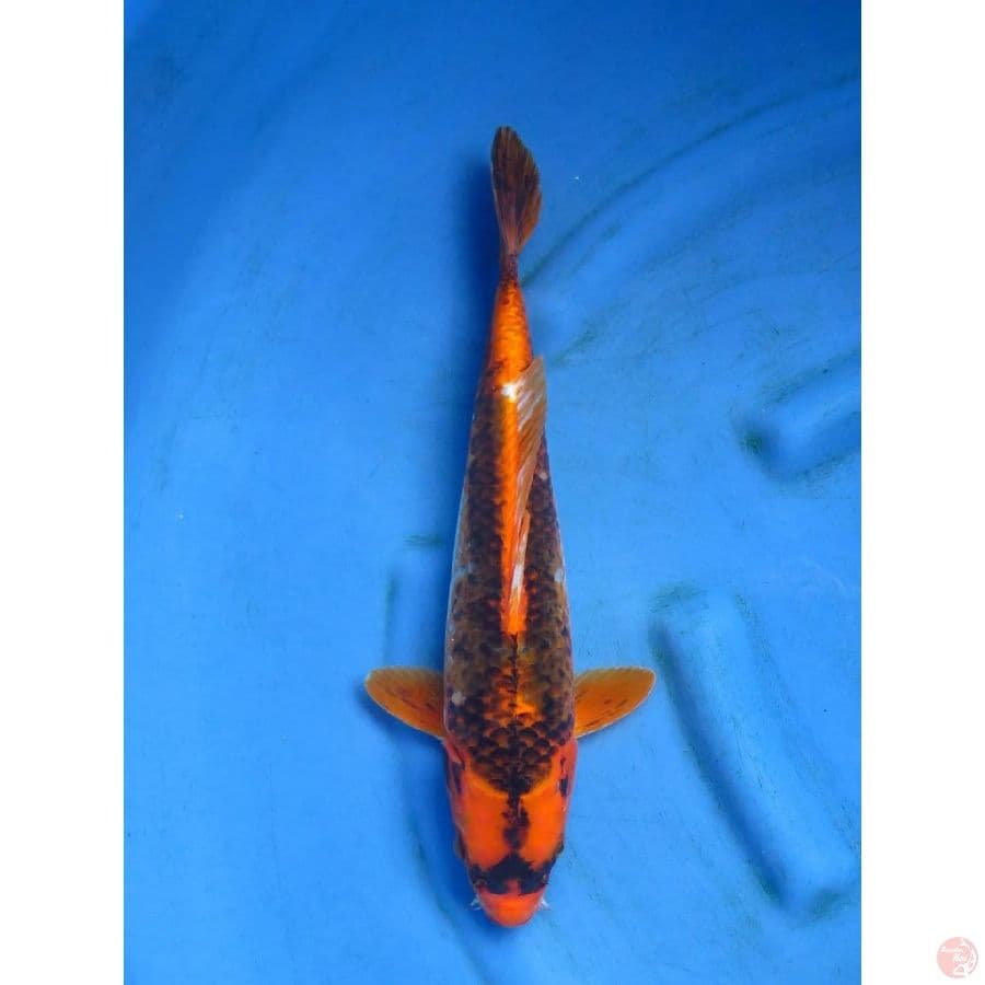 39cm - Kabuto Unique