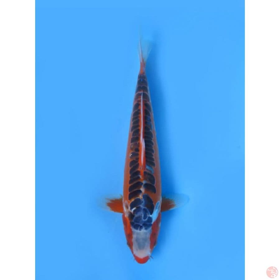 34cm - Hanna Shusui