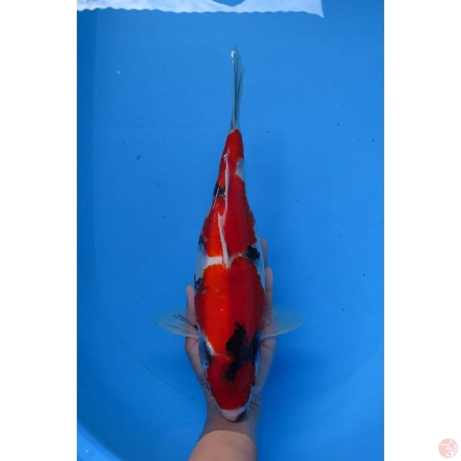 33cm - Red Showa