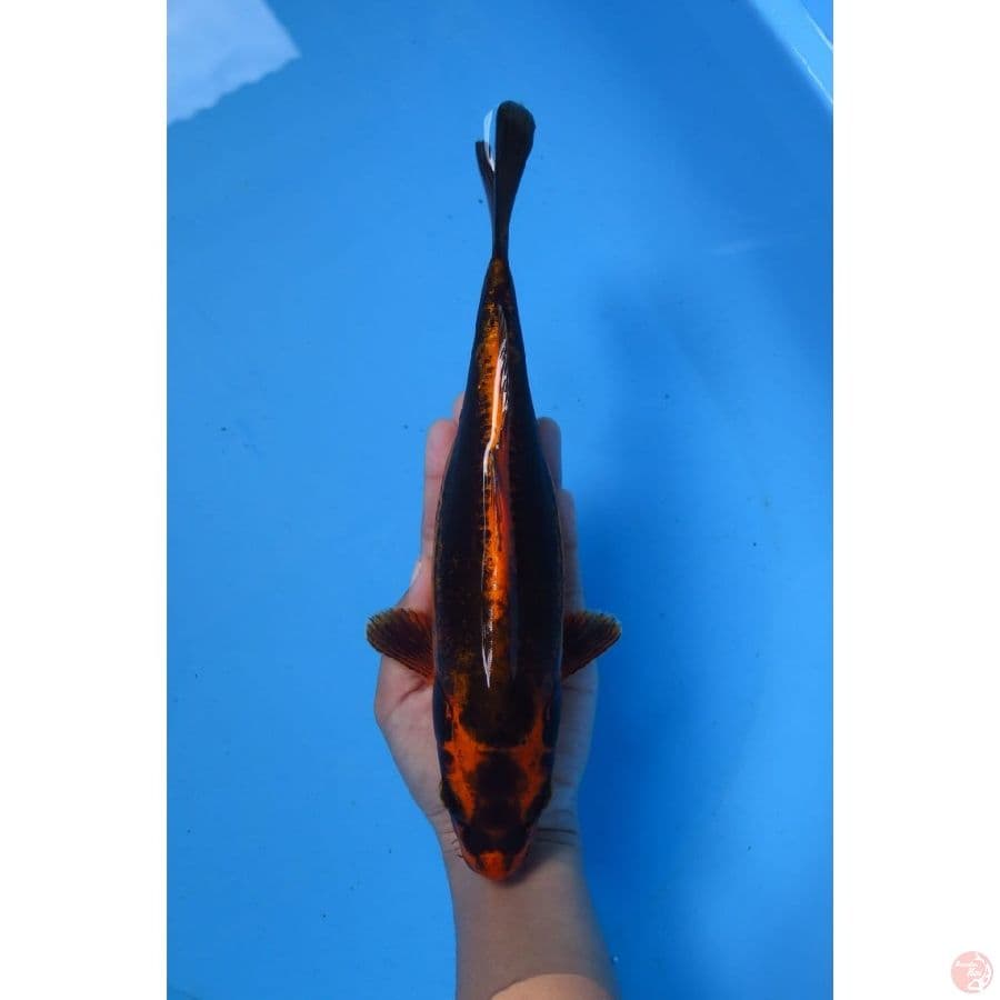 25cm - Kabuto Doitsu