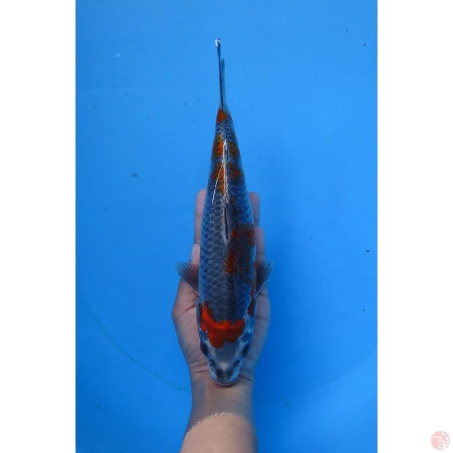 25cm - Kogane Ochiba SQ