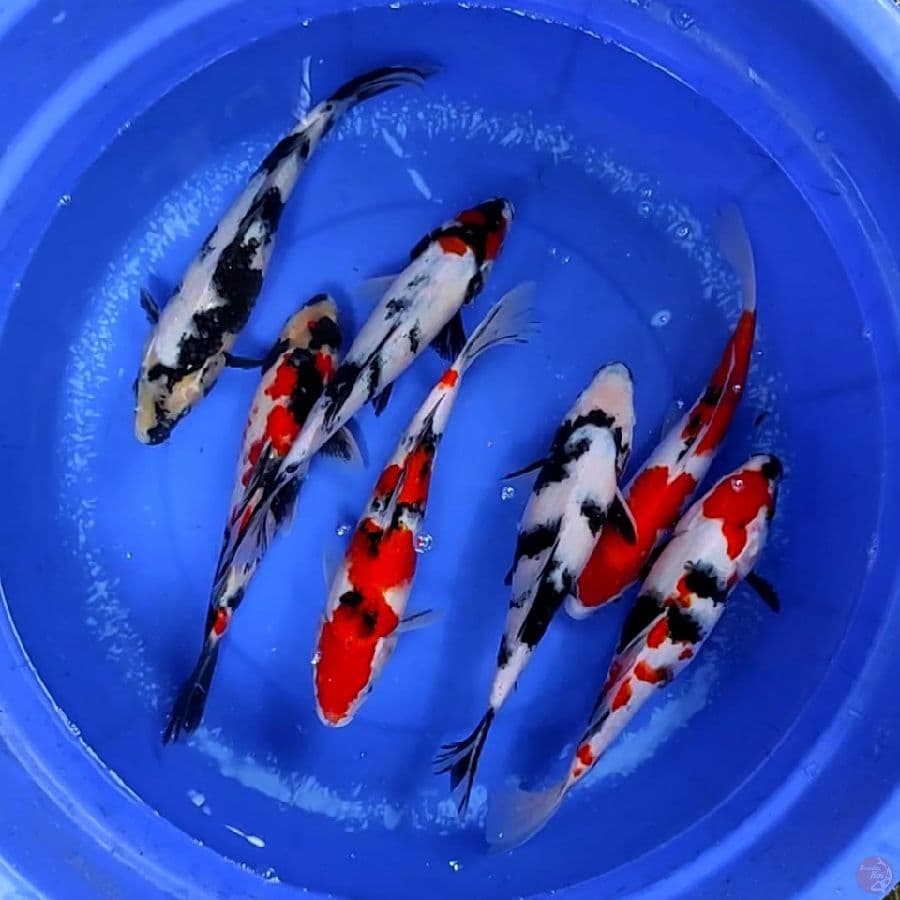 showa shiro sanke