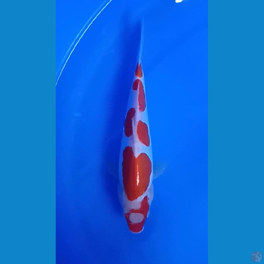 kohaku doitsu murni