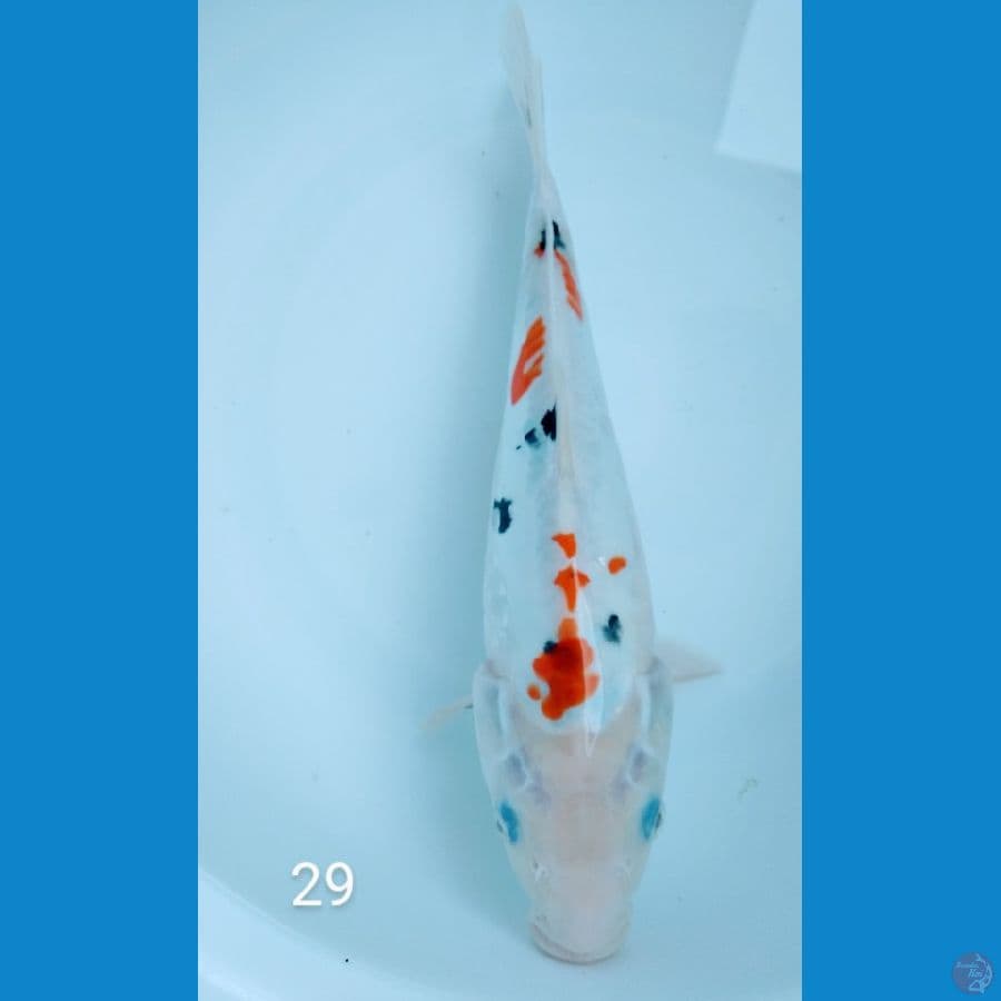 29cm sanke Sakura doitsu