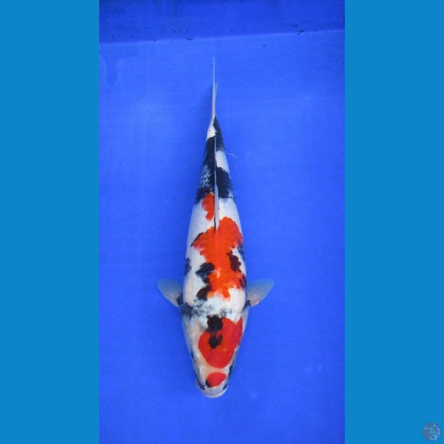 showa sansoku ±36cm