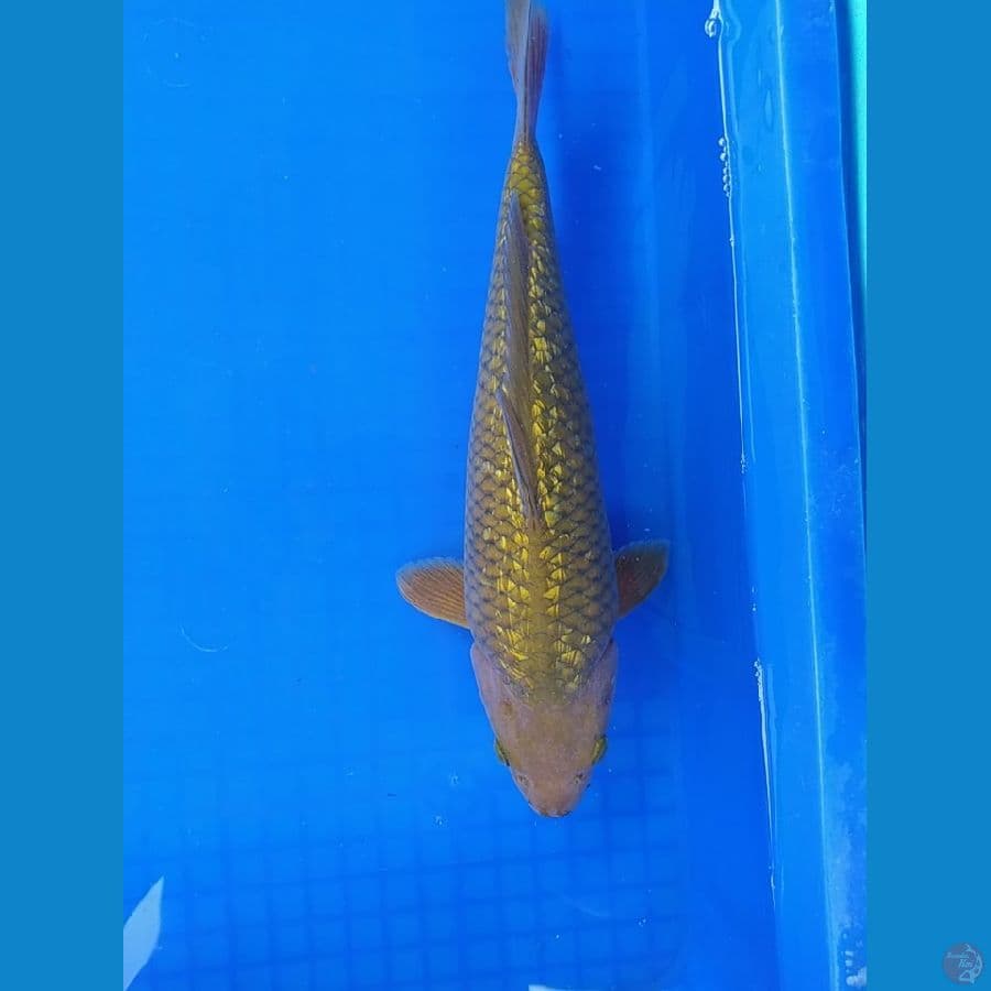 midori 33 cm bulky punuk