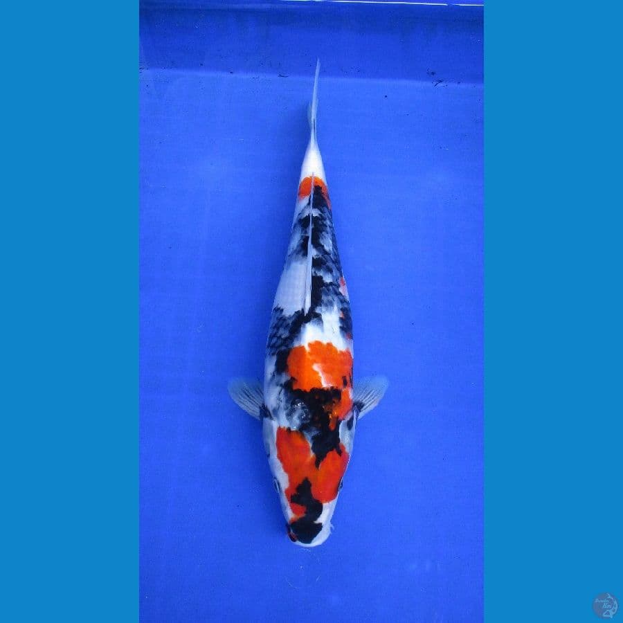 showa sansoku ±37cm