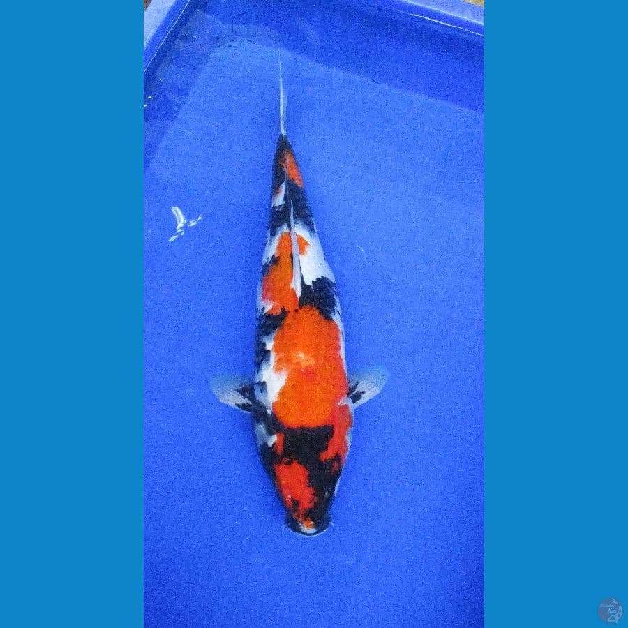 showa sansoku ±40cm