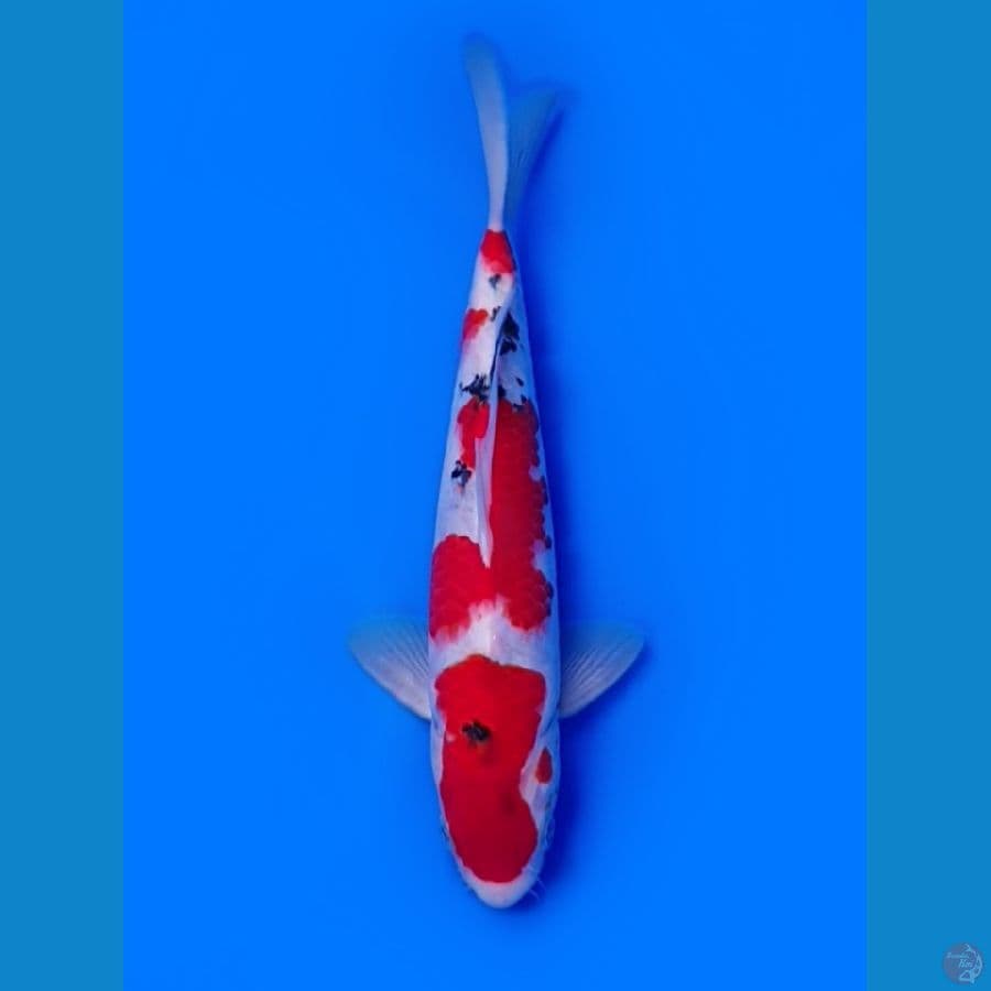 Taisho Shansoku Tategoi 28cm
