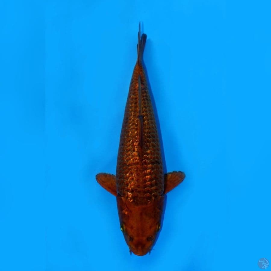 RYUKI 4 ~ CHAGOI CARAMEL 28CM