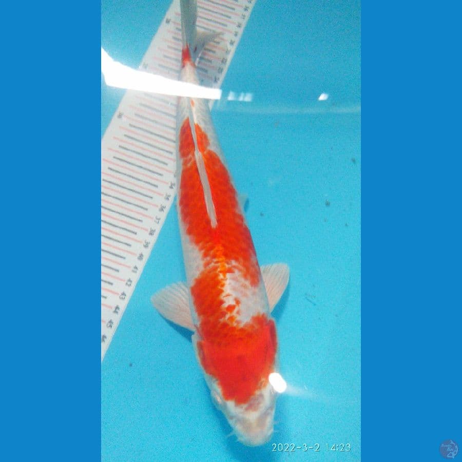Kohaku Hikari