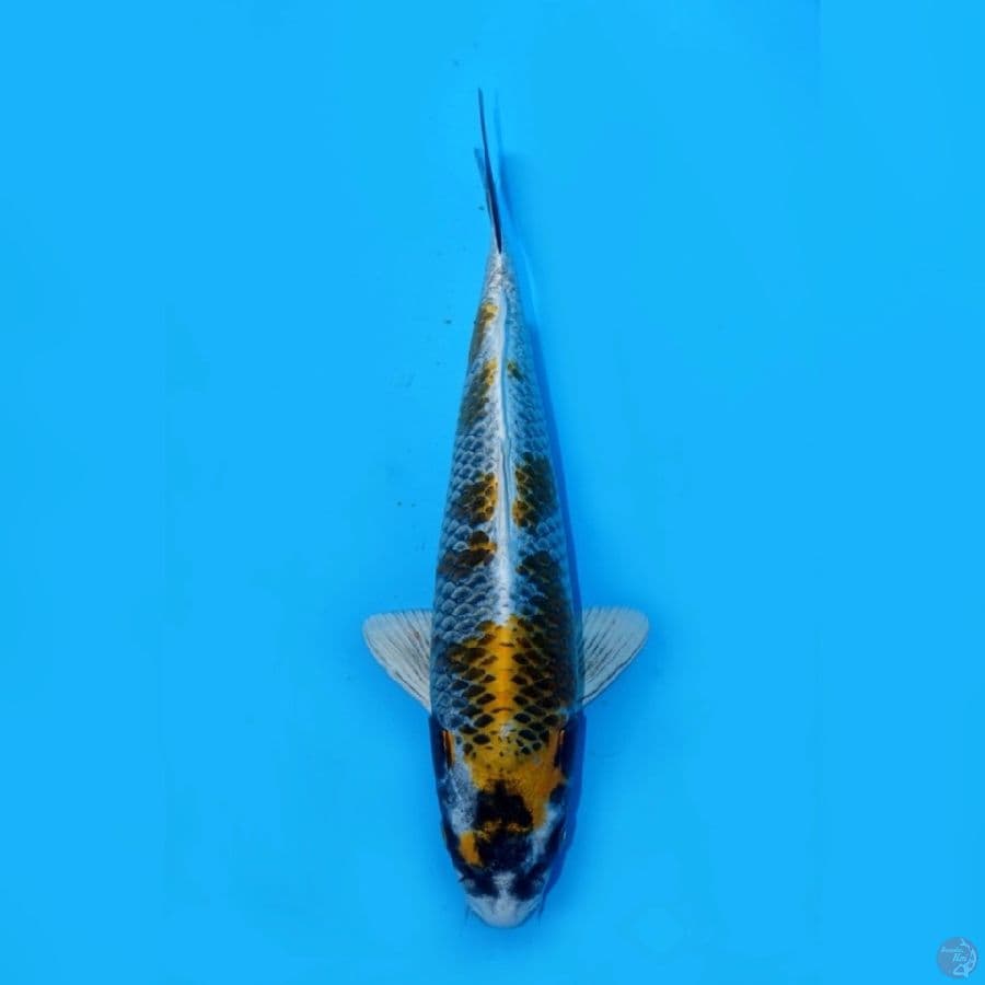 RYUKI 12 ~ KOGANE OCHIBA 31CM
