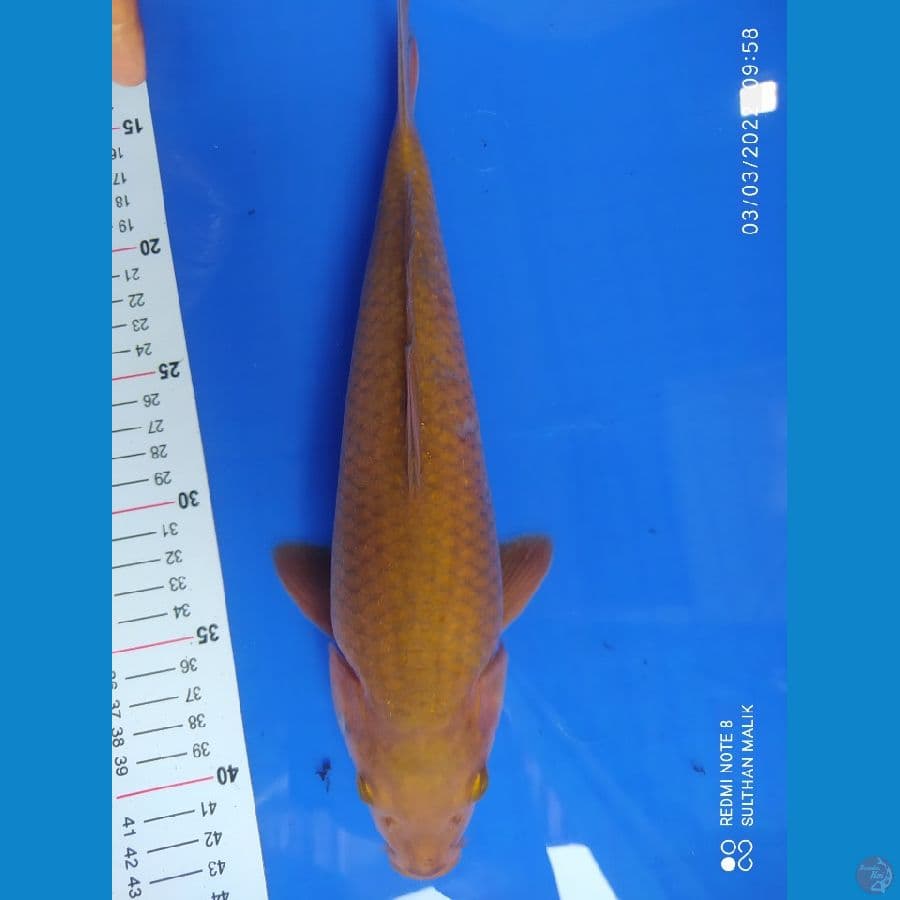 midori 32 cm punk