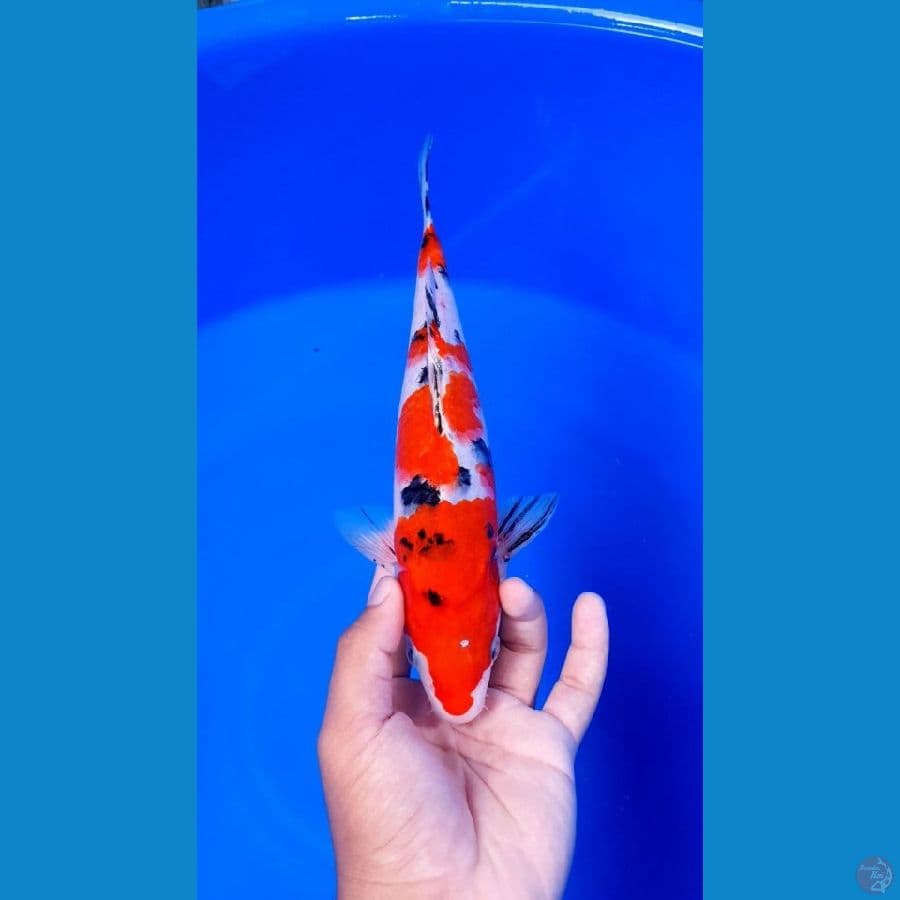 Sanke Original 28cm