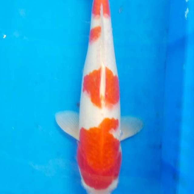 Kohaku betina 35 cm