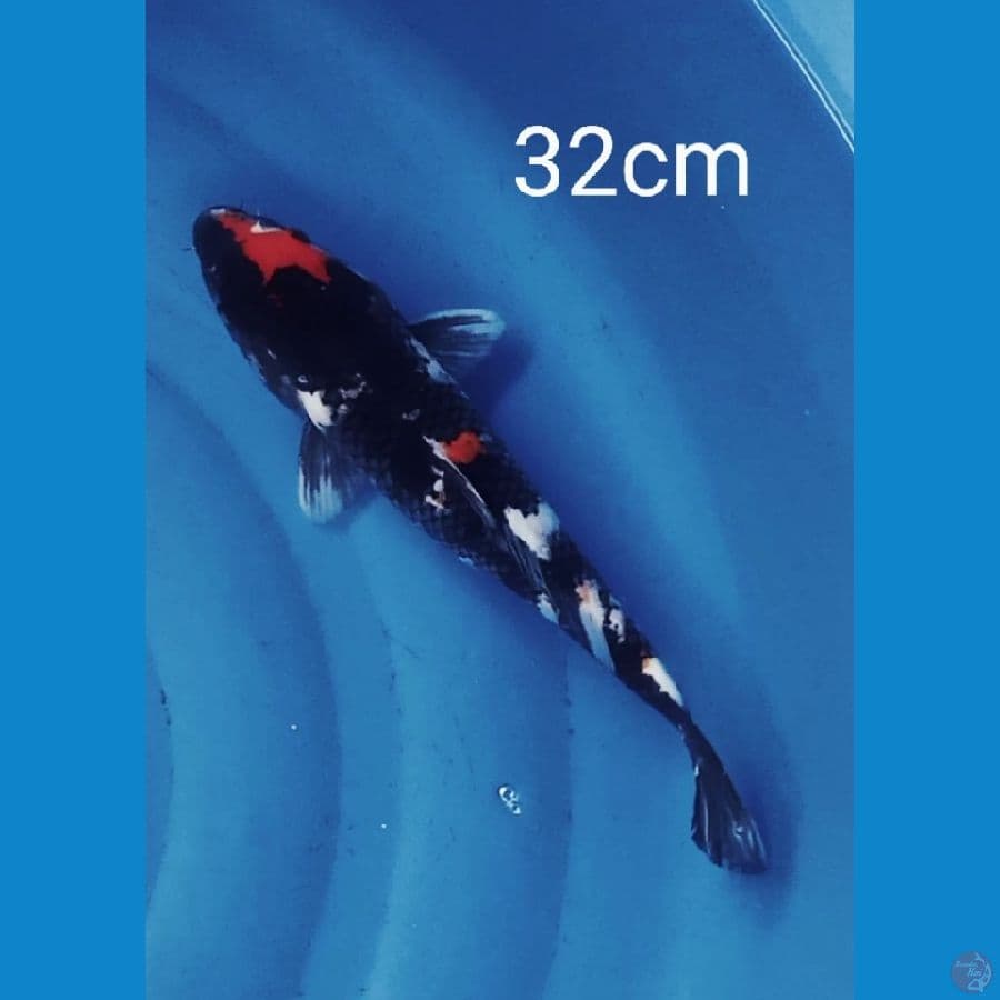 showa 32cm
