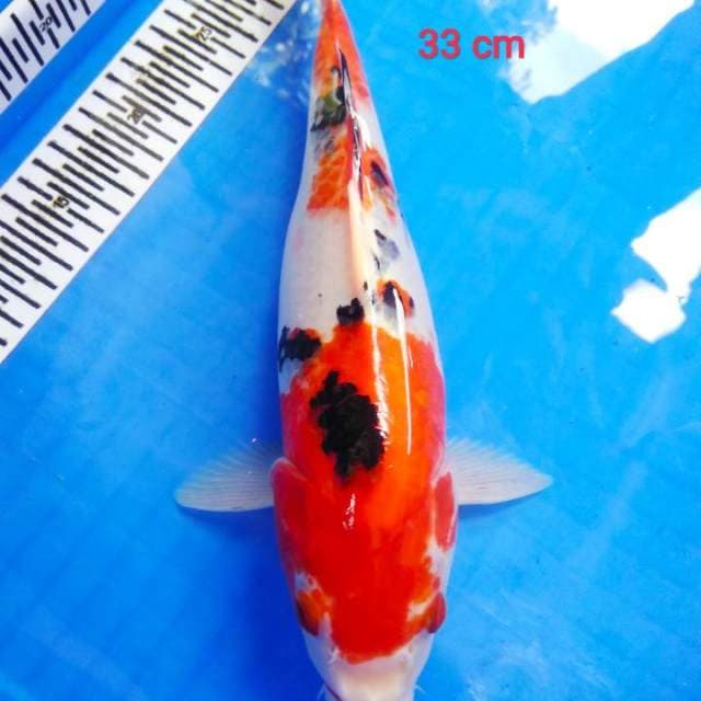Sanke betina 33 cm