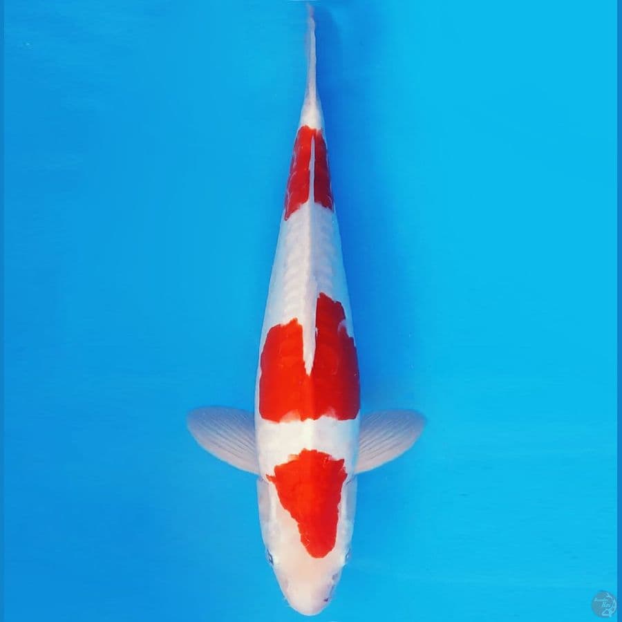 HANA 8 - KOHAKU DOITSU 38 cm/male ®