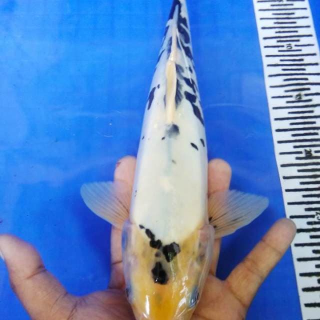 Jantan Doitsu shiro 33 cm
