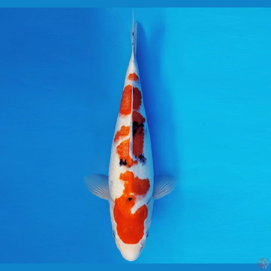 HANA 16 - SANKE 36 cm/fm ®