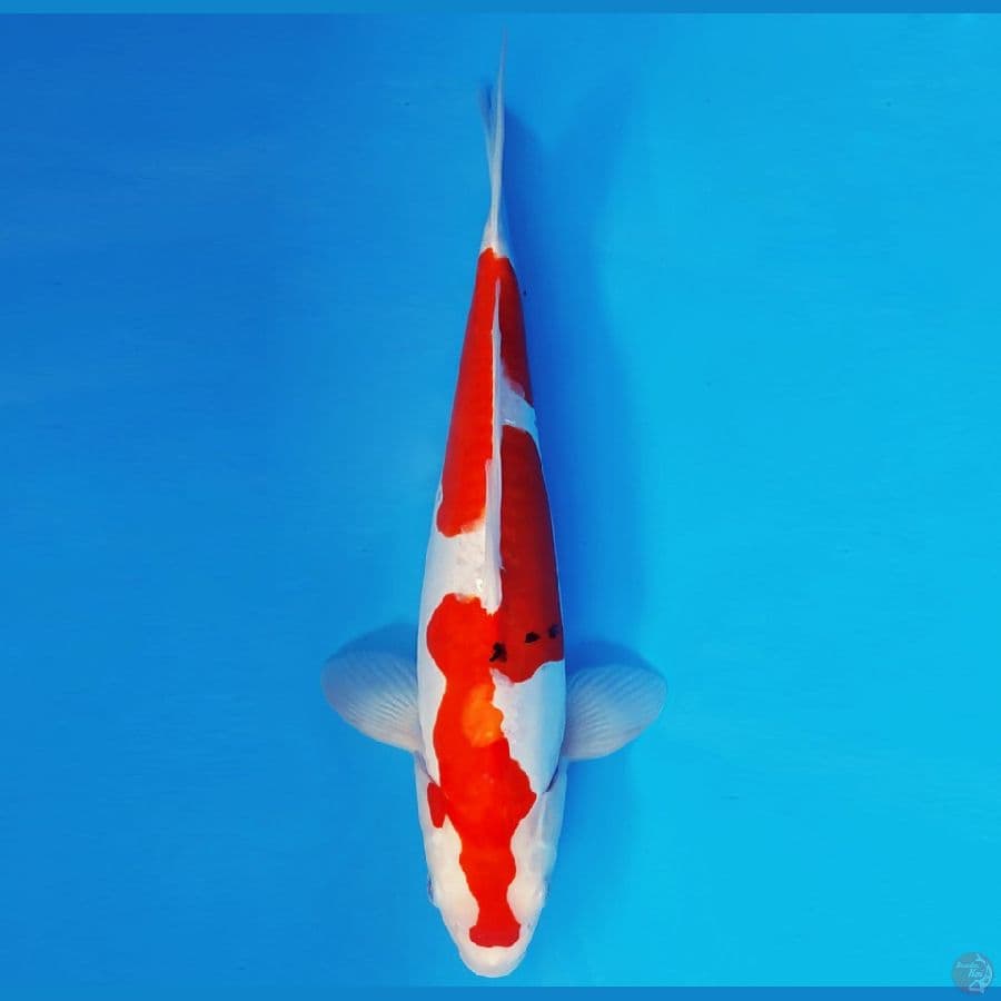 HANA 17 - INAZUMA SANKE DOITSU 36 cm/male ®