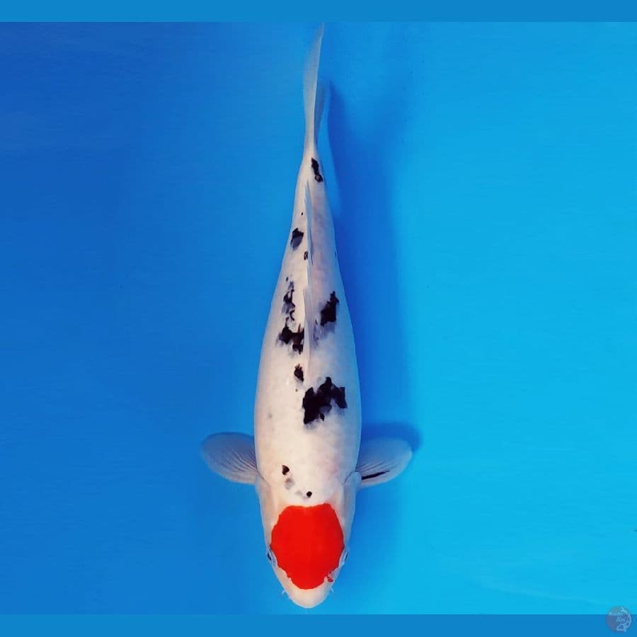 HANA 18 - TANCHO SANKE 34 cm/fm ®