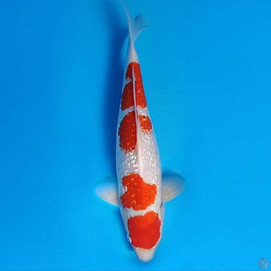 SEMBARA~MARUTEN KOHAKU GINRIN