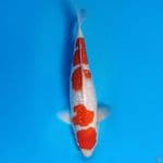 SEMBARA~MARUTEN KOHAKU GINRIN 