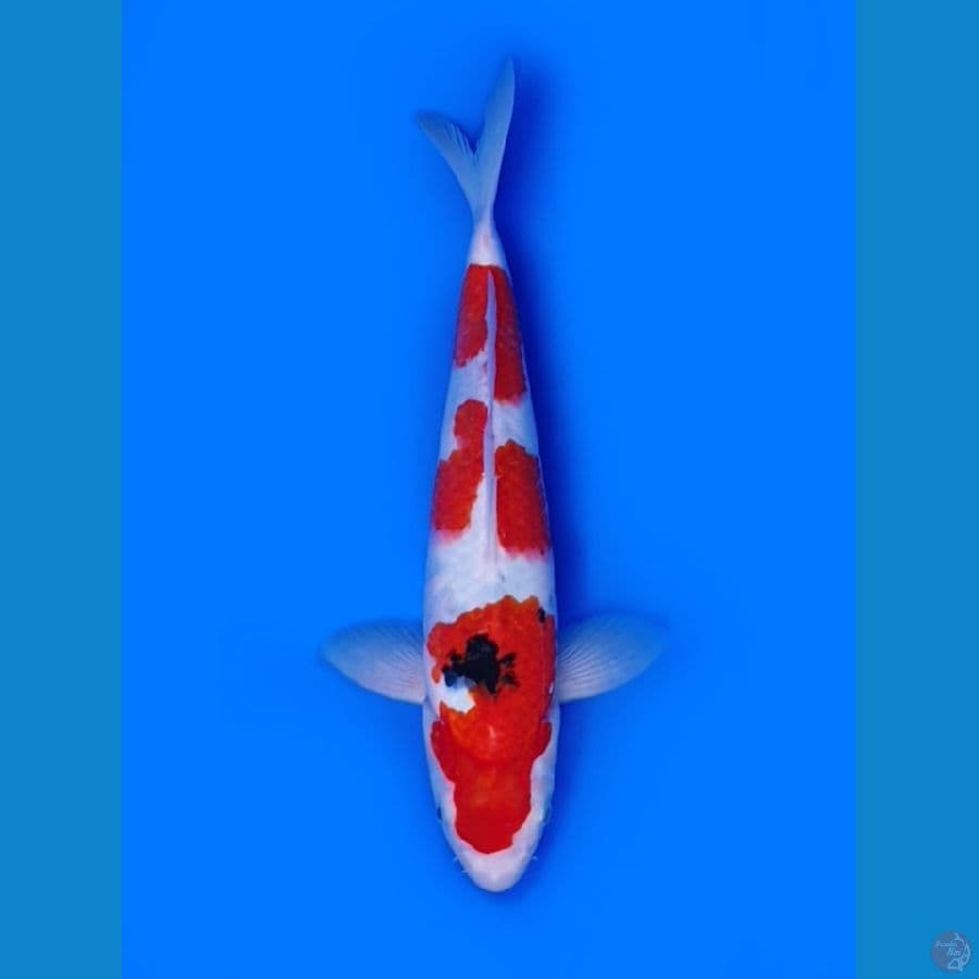 Sanke - 31cm 