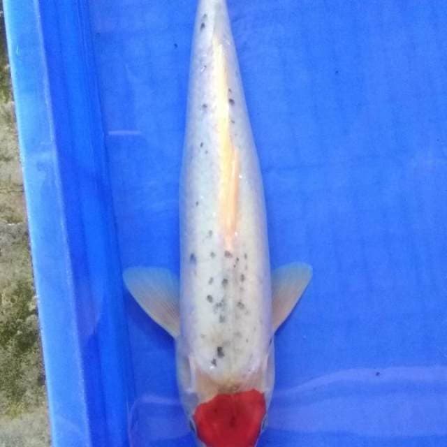 Kapten subasa 37 cm