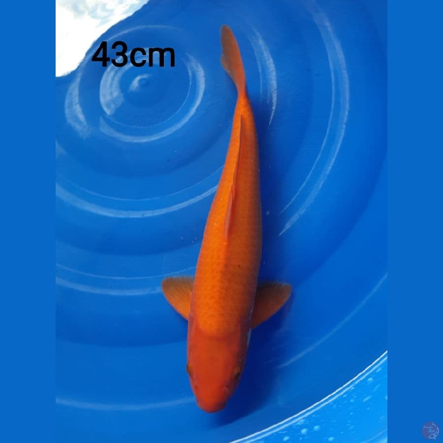 Red Karashi Male 43cm
