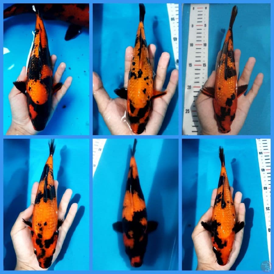 paket hi utsuri 25-34cm