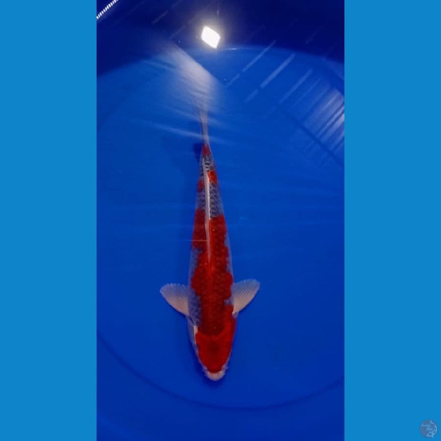 Ghosiki Show Quality 31cm