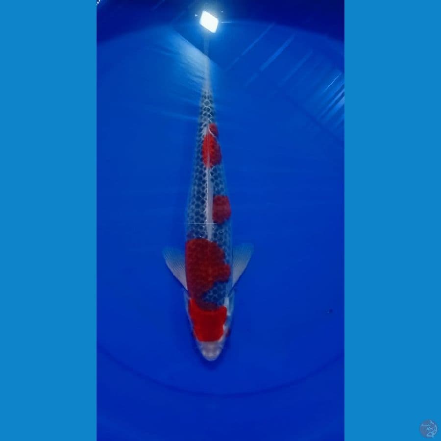 Ghosiki SQ 36cm