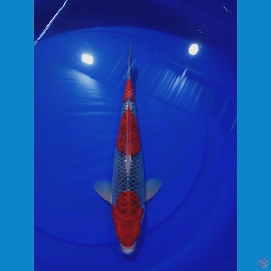 Ghosiki HQ 36cm