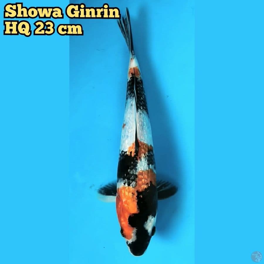 HQ Showa Ginrin 23 cm