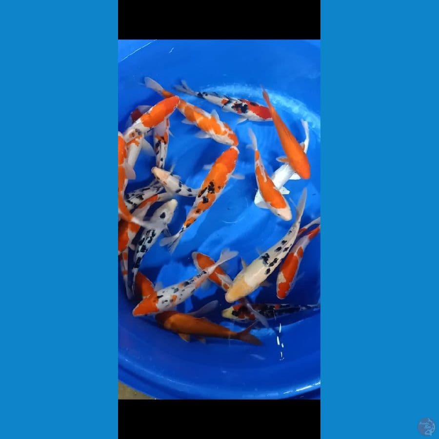mix 23 ekor 26-36cm