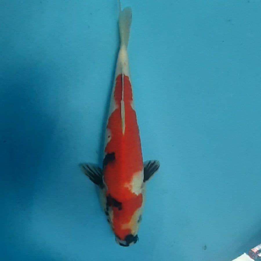 showa 31cm