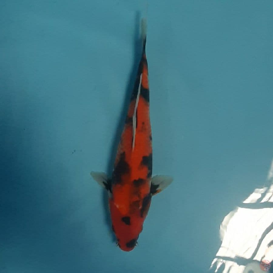 showa 30cm