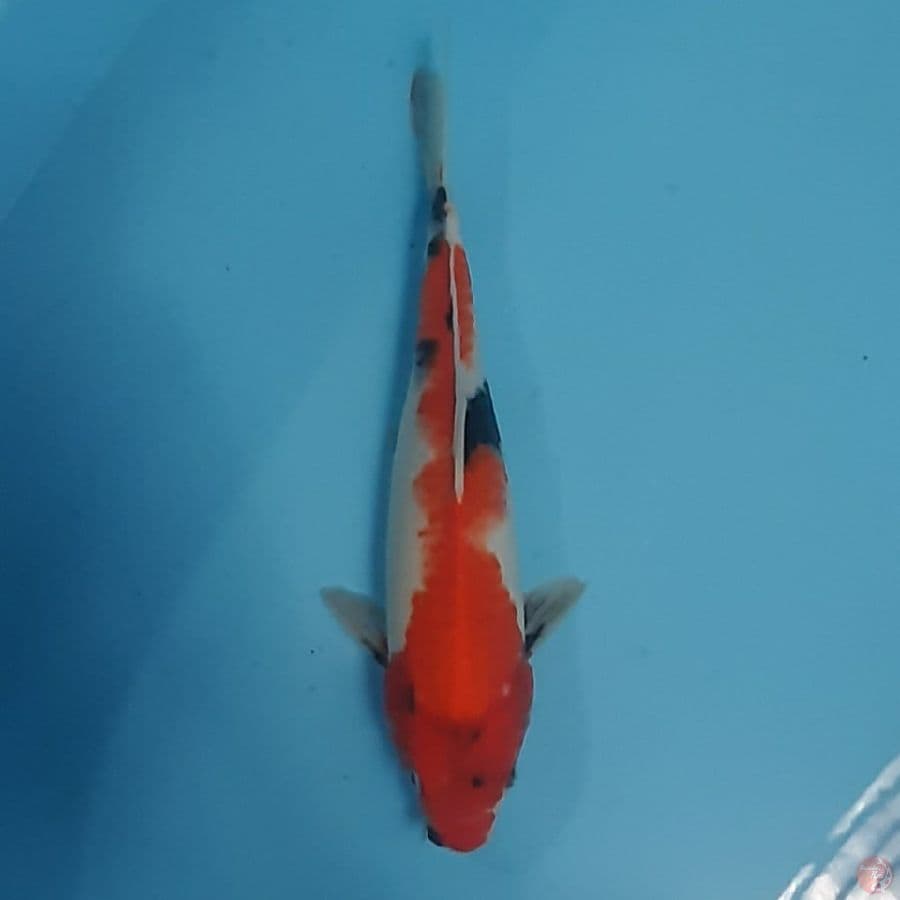 showa 31cm