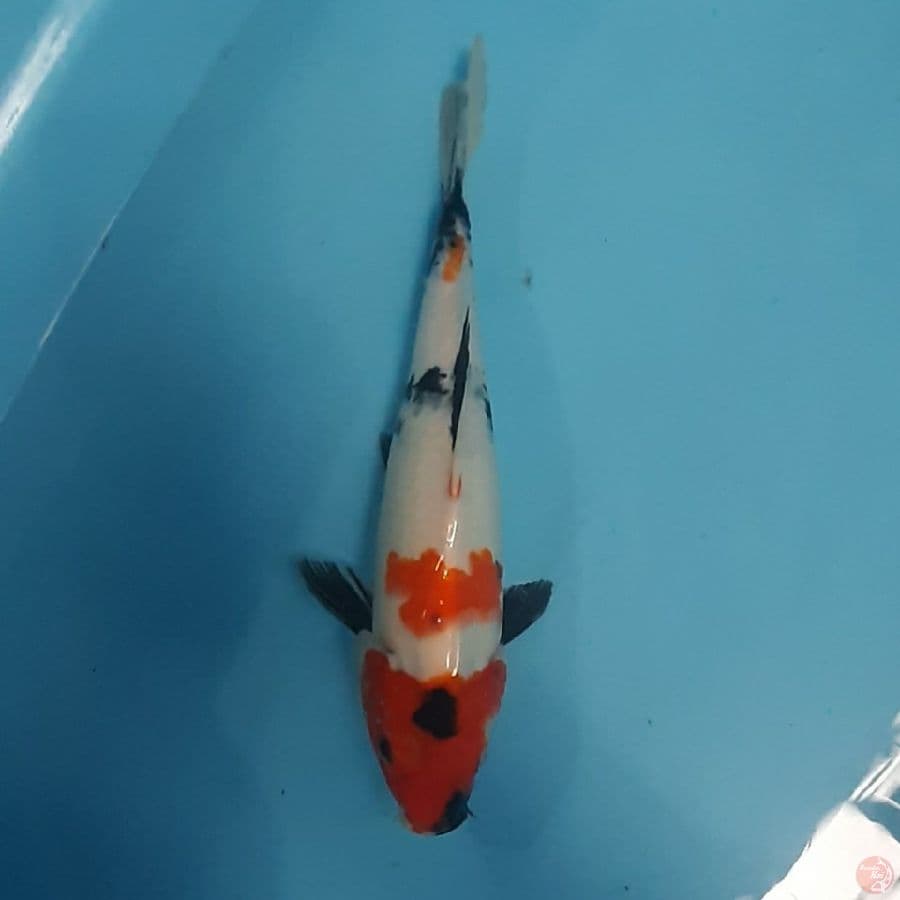 showa 30cm