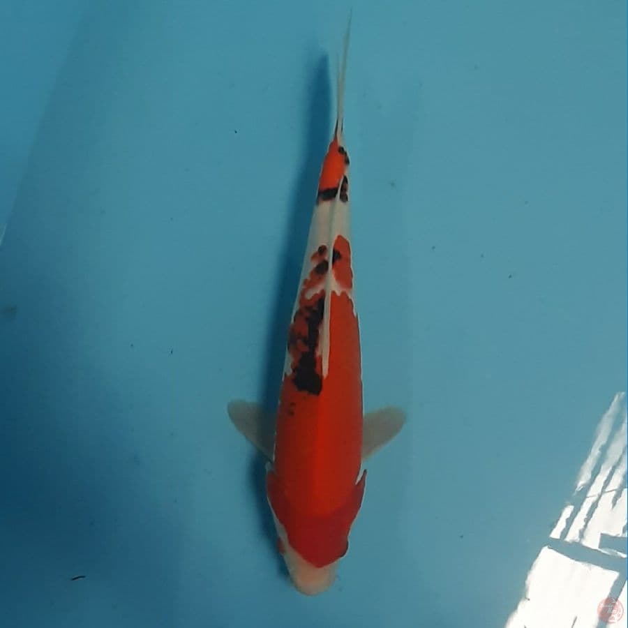 showa 30cm