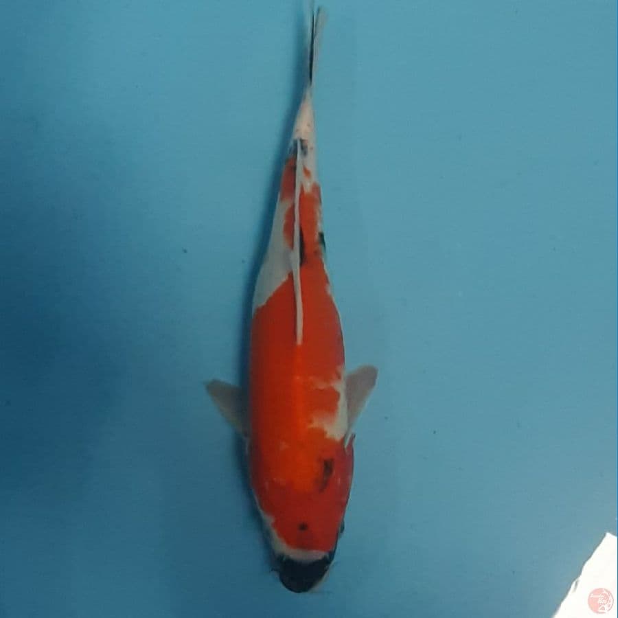 showa 29cm