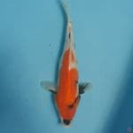 showa 28cm